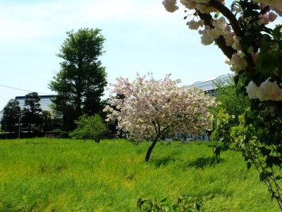 「川和町駅前」松月桜
