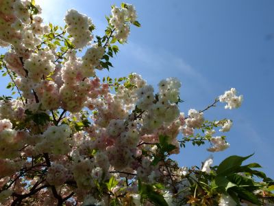 「川和町駅前」松月桜

