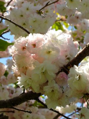 「川和町駅前」松月桜
