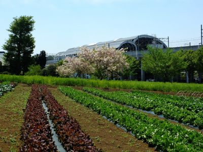 「川和町駅前」松月桜
