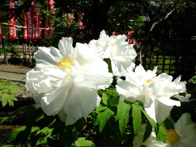 瑞雲寺「ぼたん」
