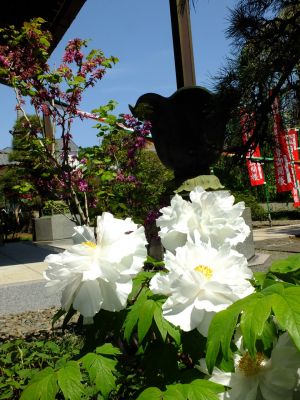 瑞雲寺「ぼたん」

