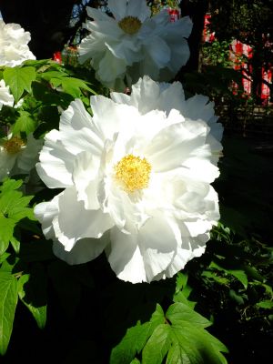 瑞雲寺「ぼたん」
