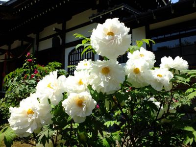 瑞雲寺「ぼたん」
