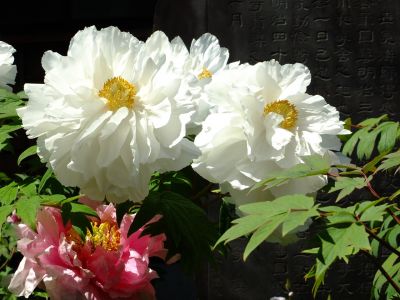 瑞雲寺「ぼたん」
