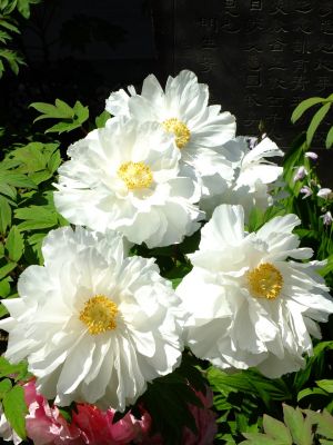 瑞雲寺「ぼたん」
