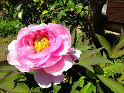 瑞雲寺「ぼたん」
