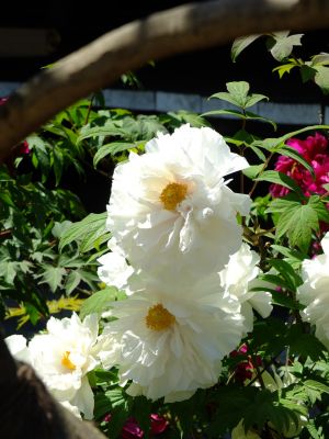 瑞雲寺「ぼたん」
