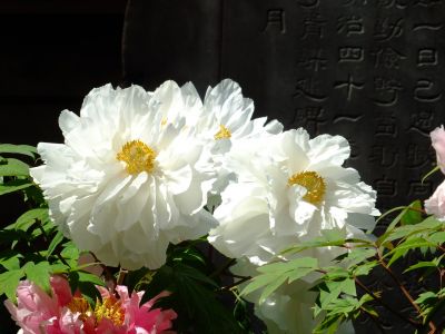 瑞雲寺「ぼたん」
