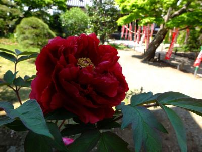 瑞雲寺「ぼたん」
