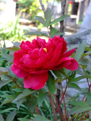 瑞雲寺「ぼたん」
