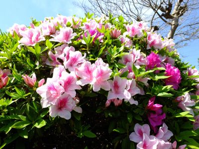 天宗寺「つづじ」
