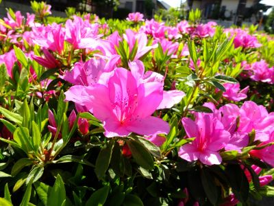 天宗寺「つづじ」
