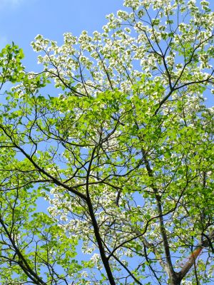 鴨池公園「みずき」
