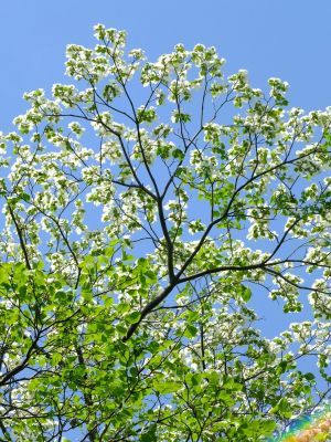 鴨池公園「みずき」
