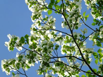 鴨池公園「みずき」
