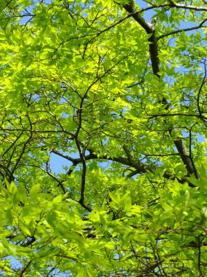 鴨池公園「若葉」

