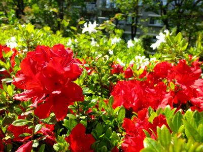 鴨池公園「つつじ」

