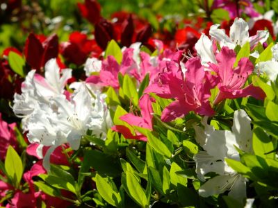 鴨池公園「つつじ」

