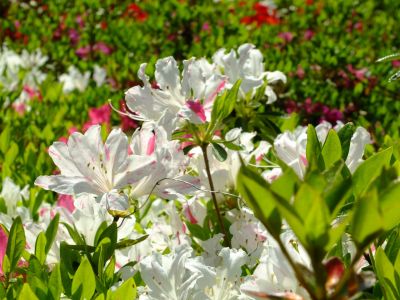 鴨池公園「つつじ」

