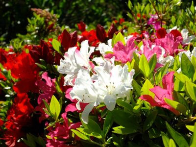 鴨池公園「つつじ」

