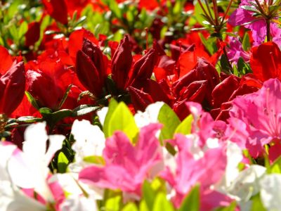 鴨池公園「つつじ」

