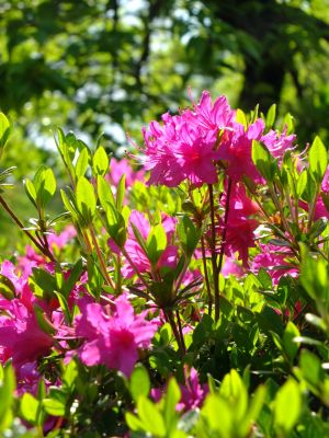 鴨池公園「つつじ」

