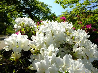 鴨池公園「つつじ」

