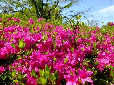 鴨池公園「つつじ」

