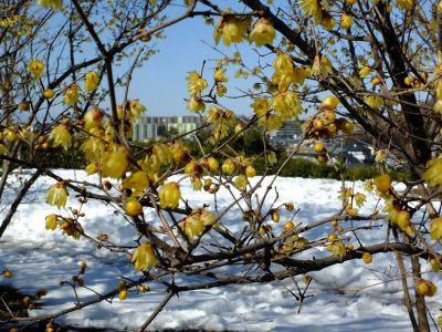 八幡山公園（ろうばい）
