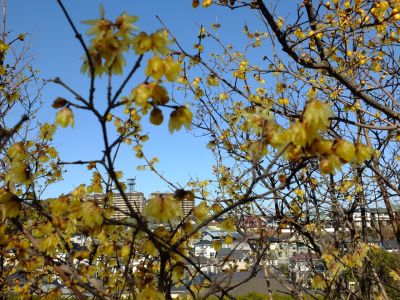八幡山公園（ろうばい）
