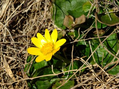 雪割草？荏田東四丁目
