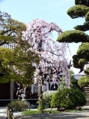 瑞雲寺 ヤエベニシダレ（八重紅枝垂） 
