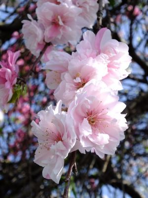 川和町駅前（源平花桃）
