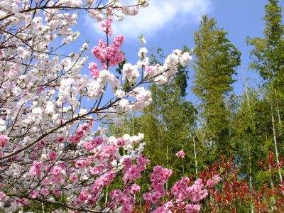 横浜市市民の森（源平花桃）
