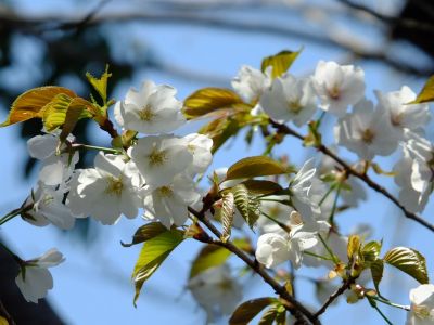 ささぶねのみち
