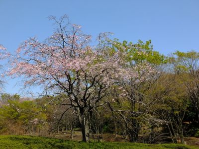 鴨池公園
