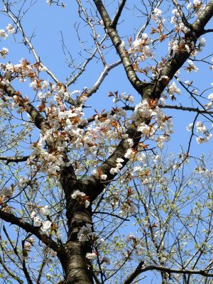 ゆうばえのみち
