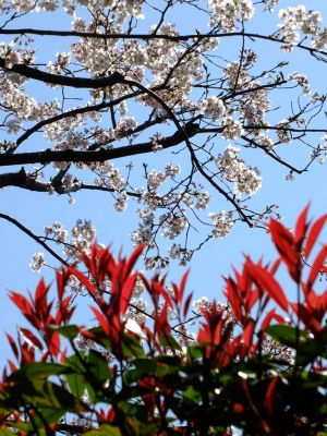 ゆうばえのみち
