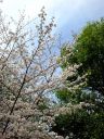 sakura042.jpg