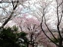 sakura057.jpg