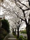 sakura068.jpg