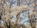 sakura181.jpg