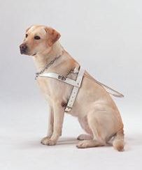 �n�[�l�X�������ӓ���