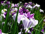 明月院花菖蒲
