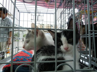 �j���[�^�E�����������