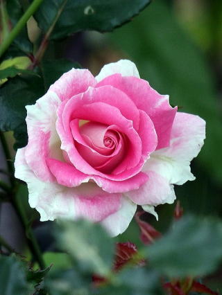 ���[�U�Â���