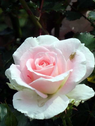 ���[�U�Â���