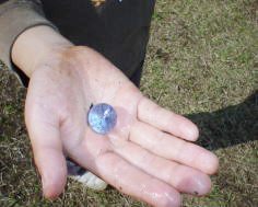 �Ă��r�[�ʊ���