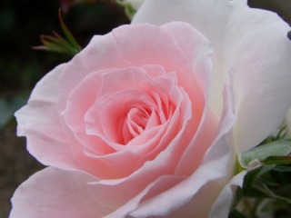 ���[�U�E�Â����̎ʐ^